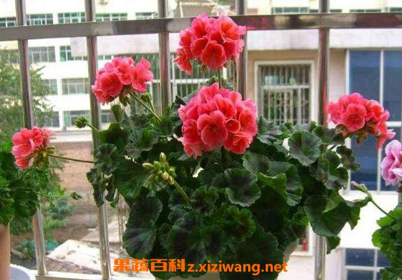 ���ÿ���ô������ ��ֳ���ÿ���ע������