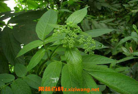 ��ҩ½Ӣ�Ĺ�Ч�����ü�ҩ�ü�ֵ