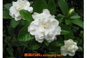 ���ӻ���ô�� ���ӻ�����ֳ������ע������