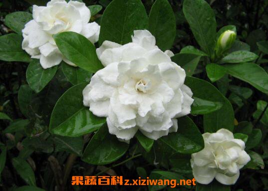 ���ӻ���ô�� ���ӻ�����ֳ������ע������