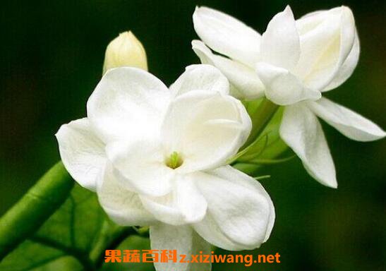 ���ӻ���ô�� ���ӻ�����ֳ������ע������
