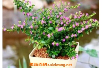 ��������ô�� �����ǵ���ֳ������ע������