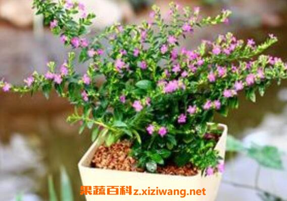 ��������ô�� �����ǵ���ֳ������ע������