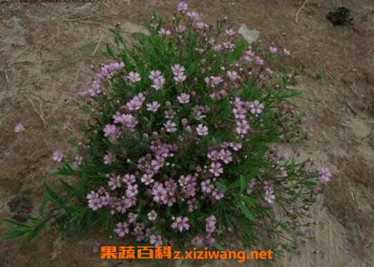 ��������ô�� �����ǵ���ֳ������ע������