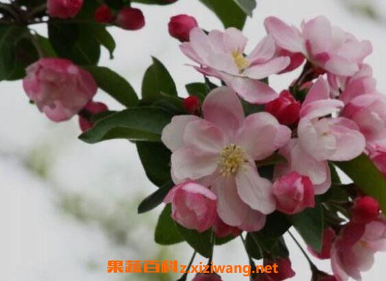 �������ĵ���ֳ����