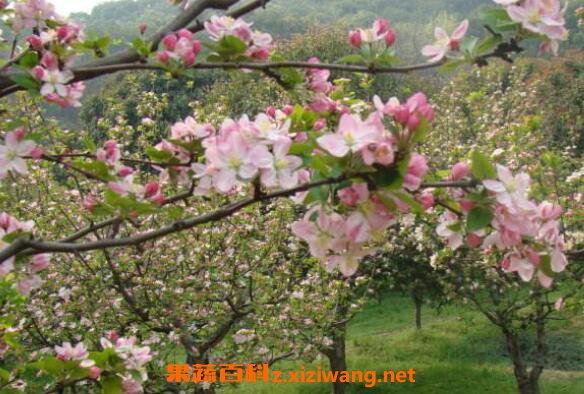 �������ĵ���ֳ����