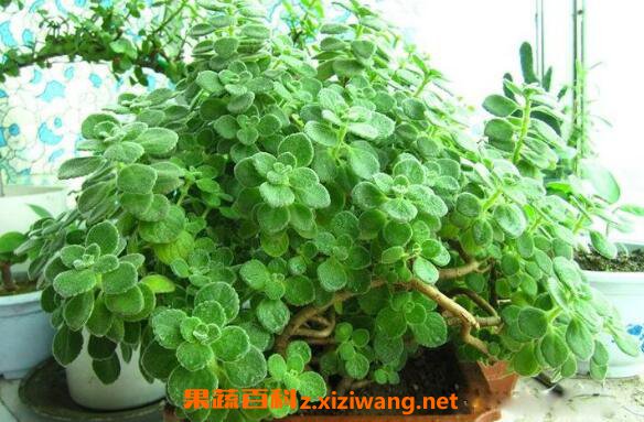��������ô��ֳ ���������ֳ��