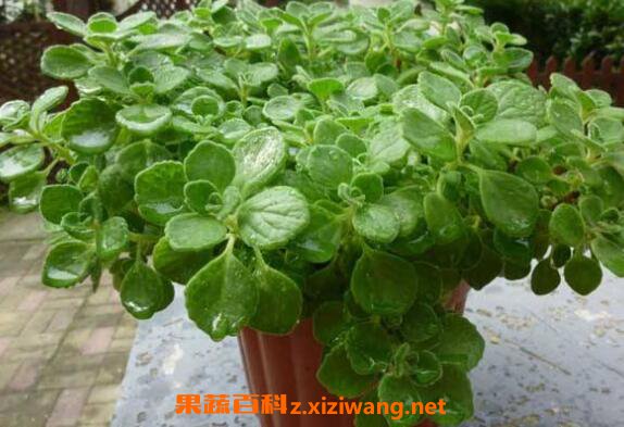 ��������ô��ֳ ������������ֲ����