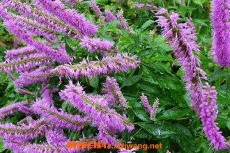 ��޸�Ĺ�Ч�����ü�ҩ�ü�ֵ