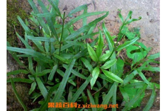 ��ާ���Ĺ�Ч������ ��ާ����ҩ�ü�ֵ