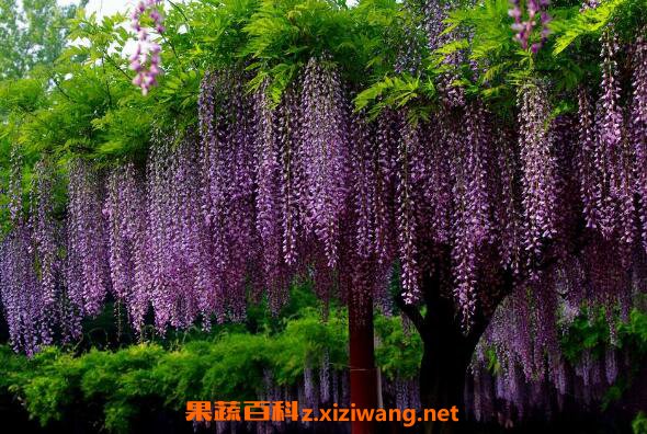������ô��ֳ ����������ֲ����