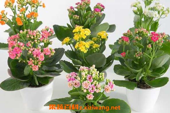����ľ�Ȼ������ ����ľ�Ȼ���ֳ����