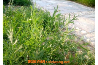 ����Ĺ�Ч�����ü�ҩ�ü�ֵ