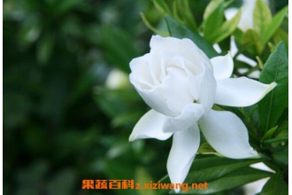 ���ӻ������ֳ ���ӻ�����ֳ��������