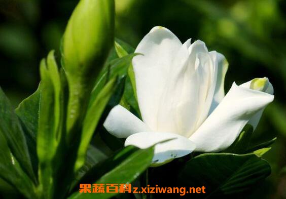 ���ӻ������ֳ ���ӻ�����ֳ��������