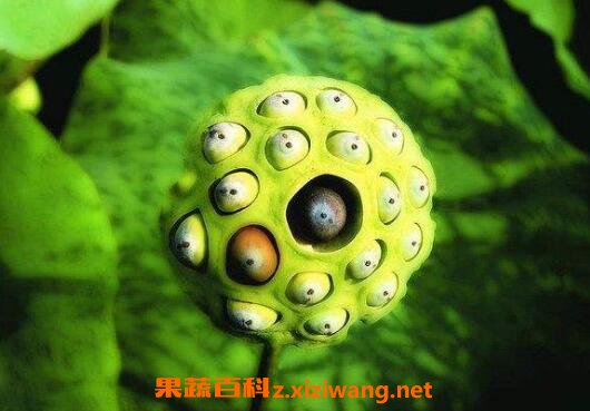 ������ô�� ����������ô�ԱȽϺ�