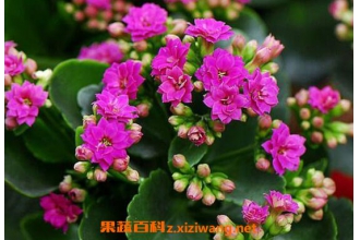 ���ٻ���ô�� ���ٻ�����ֳ������ע������