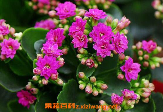 ���ٻ���ô�� ���ٻ�����ֳ������ע������