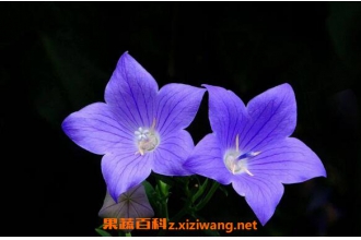 �۹���ͼƬ �۹�������ֳ������ע������
