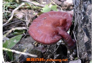 Ѫ��֥�Ĺ�Ч������ Ѫ��֥��ҩ�ü�ֵ