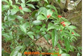 ��ɺ���Ĺ�Ч������ ��ɺ����ҩ�ü�ֵ