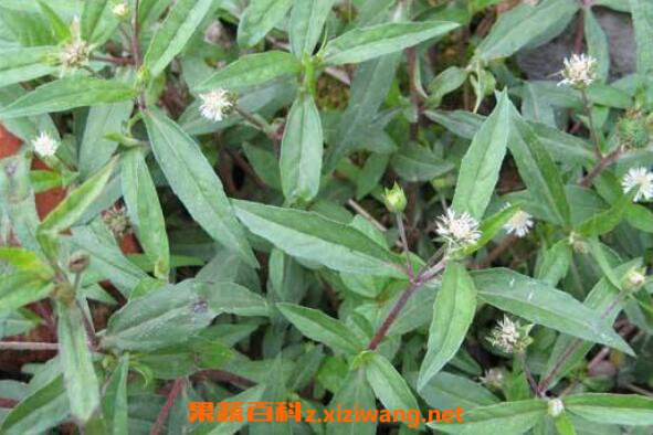 �����ݵĹ�Ч�����ü�ҩ�ü�ֵ