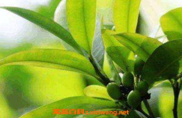 �ᾭϯ�Ĺ�Ч������ �ᾭϯ����ʲô��