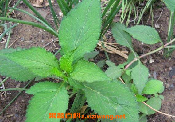 ��ի�˵Ĺ�Ч������