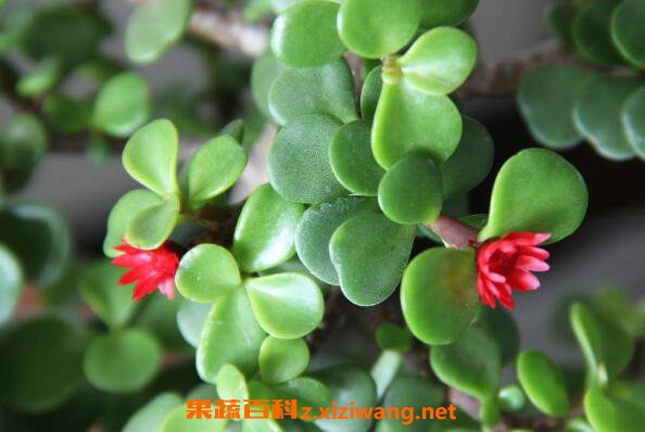 Ұ�������ȵĹ�Ч������ �����ȶ�ʲô������Ч