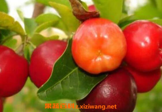 ��Ҷӣ�ҵĹ�Ч������
