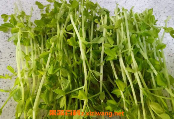 �㶹ѿ��Ӫ����ֵ ���㶹ѿ�ĺô�