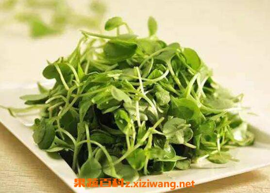 ���㶹��Ĺ�Ч������