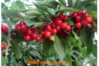 �и���ʲôˮ���� ���ʺ��и��Ե�����ˮ��