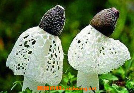 ��ݥ�Ĺ�Ч��Ӫ����ֵ