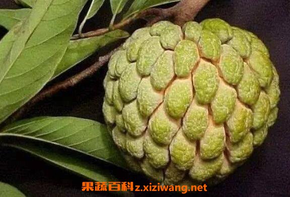 ����֦����֦������