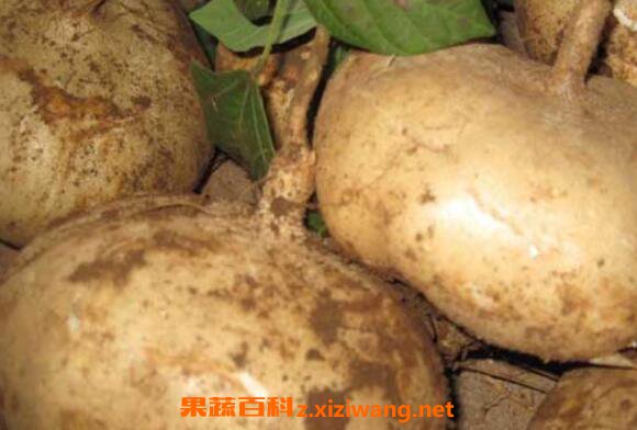 �׵عϵĹ�Ч������ �׵عϵ�ʳ�÷���