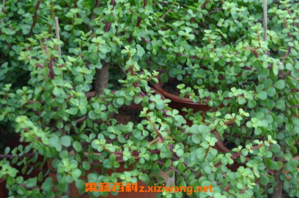����������η�ֳ ���������ķ�ֳ����