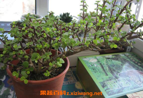 ����������η�ֳ ���������ķ�ֳ����