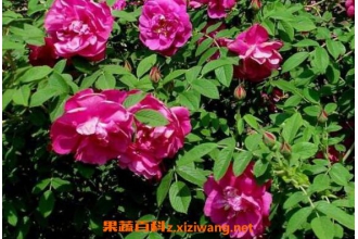 Ұõ��Ҷ�Ĺ�Ч������
