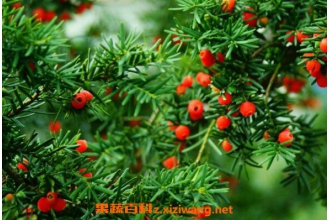 �춹ɼ�Ĺ�Ч������ �춹ɼ��ҩ�ù�Ч