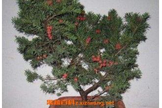 �춹ɼ��ô�� ��ֳ�춹ɼ��ע������