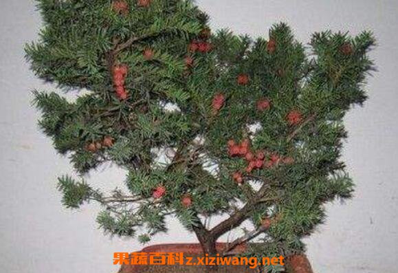 �춹ɼ��ô�� ��ֳ�춹ɼ��ע������