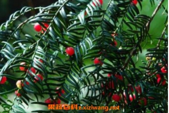 �춹ɼ����ȷʳ�÷��� �춹ɼľ����ȷʳ�÷���