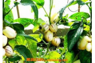 �˲ι������ֲ �˲ι���ֲ��������