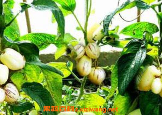 �˲ι������ֲ �˲ι���ֲ��������
