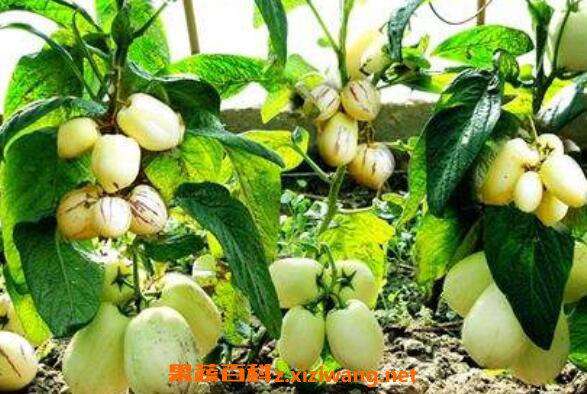 �˲ι������ֲ �˲ι���ֲ��������