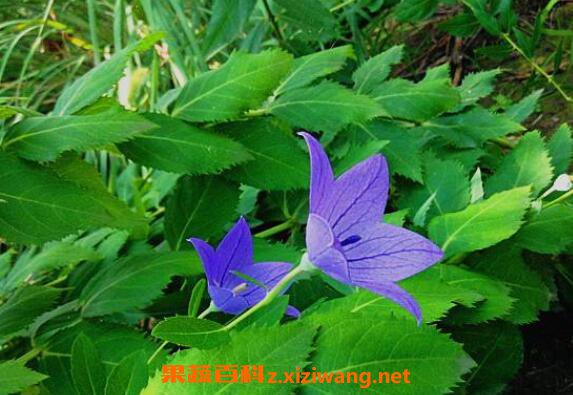 �۹��Ĺ�Ч�����ü�ҩ�ü�ֵ