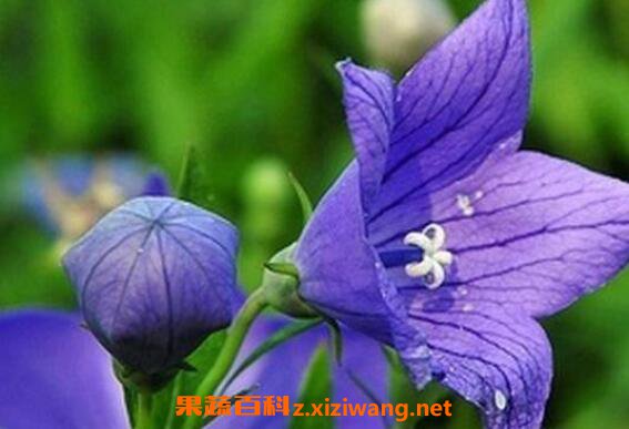 ��ҩ�۹���ô�� �۹�ҩ����ô����