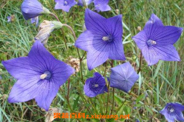 ��ҩ�۹���ô�� �۹�ҩ����ô����