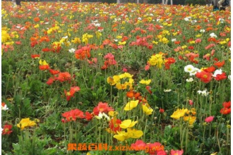�����˵���ֳ������ʱ�� �����˵���ֳע������